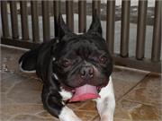 Hugas Dora Bulls Aramis2